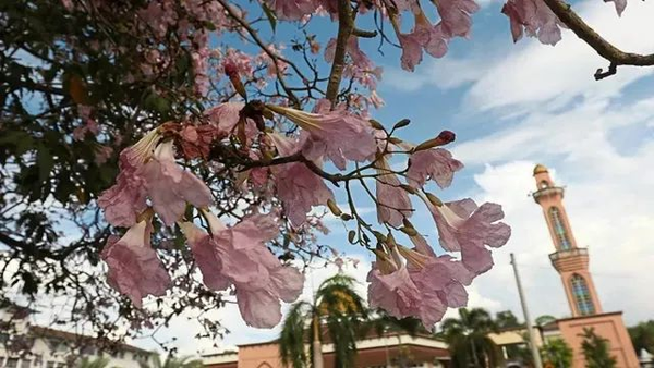 马来西亚春天的樱花季 一起去看 知乎