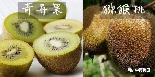 猕猴桃和奇异果是同一种水果吗？