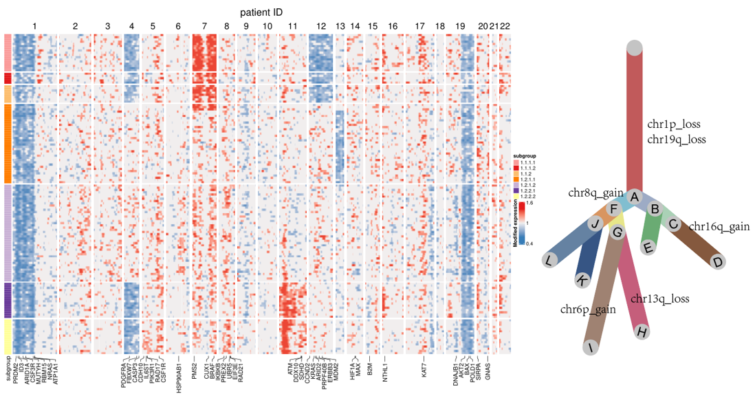 單細胞分析實錄13infercnv結合uphyloplot2分析腫瘤進化