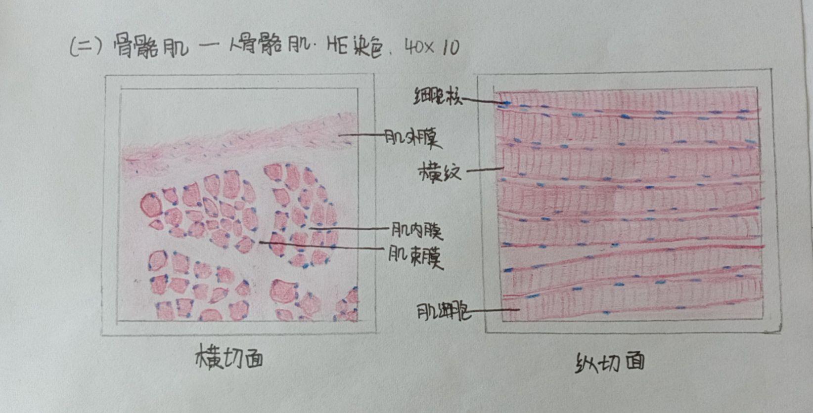 组胚实验报告(画图) - 知乎