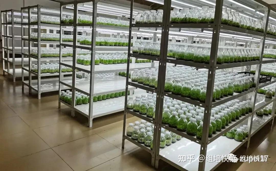 愈伤组织形态发生的调控组培