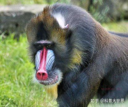 世界最大的猴子
