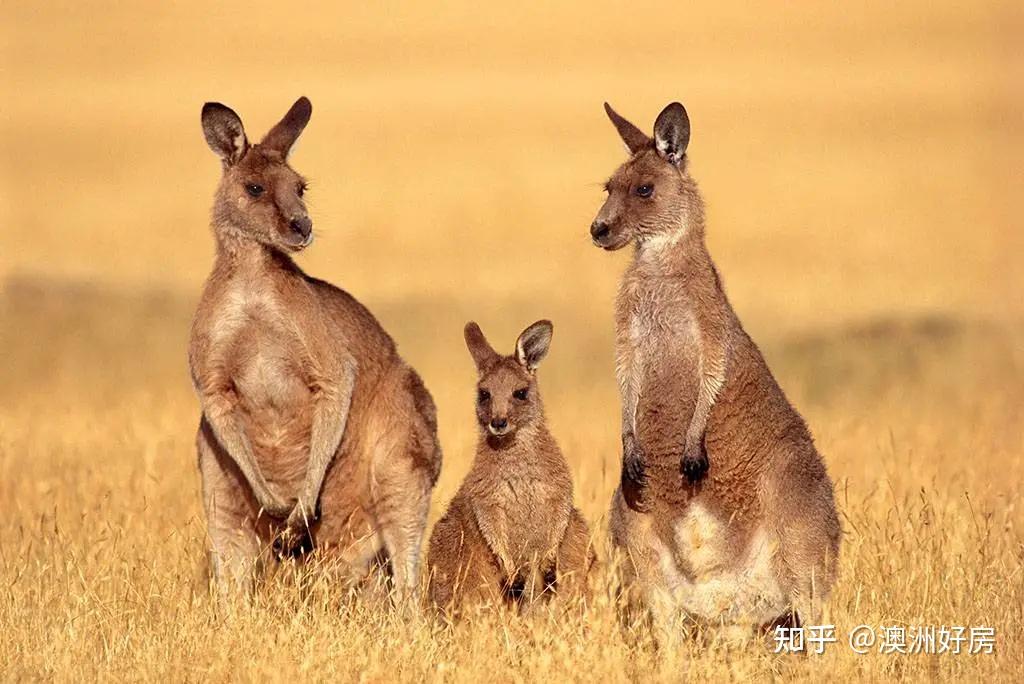 萌萌哒袋鼠一家布里斯班东南郊"雏菊山"自然保护公园的桉树林和白千层