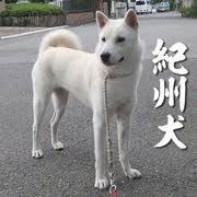 日本的犬只有柴犬一种吗 知乎