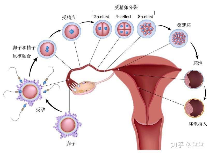 促黃體生成素lh對女性的重要意義