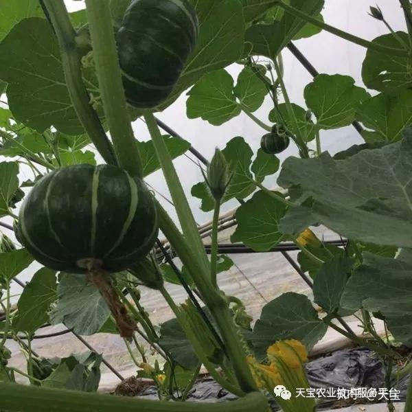 瓜类的花芽分化及增花促雌技术! - 知乎