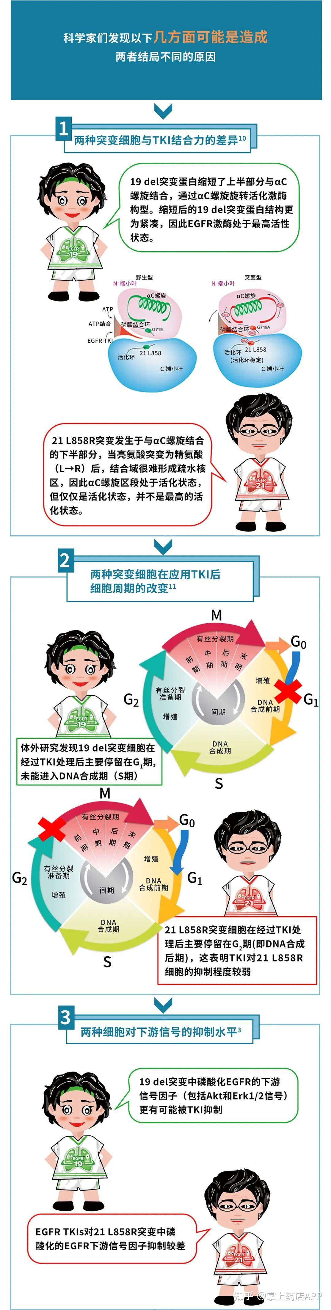 一文了解非小细胞肺癌的egfr19del和21l858r突变有什么不一样该怎么