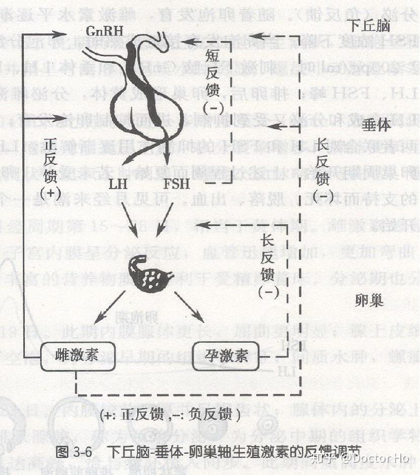 下丘脑垂体卵巢轴图片