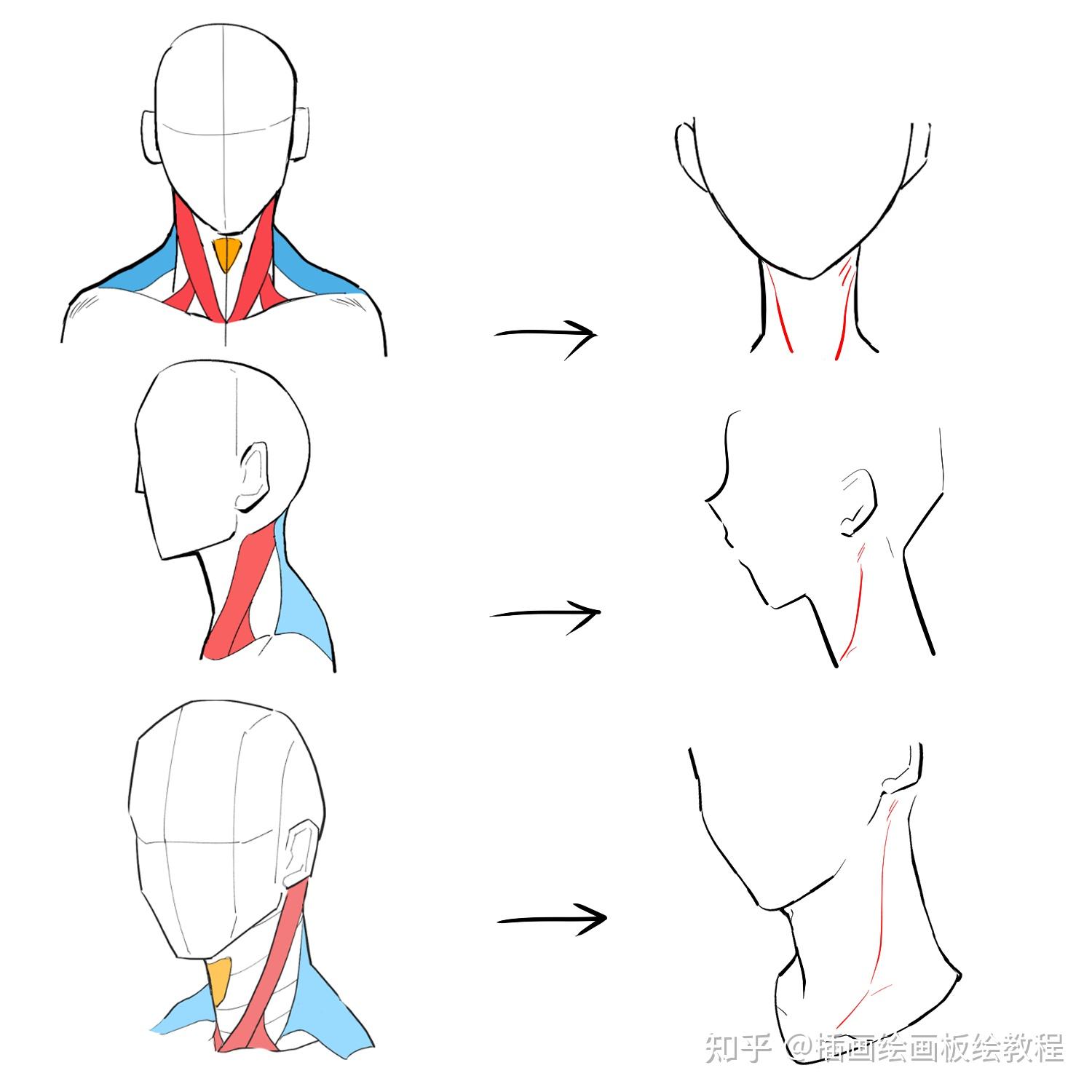 画的人物脖子和人头衔接不上?教你正确的头颈肩关系画法