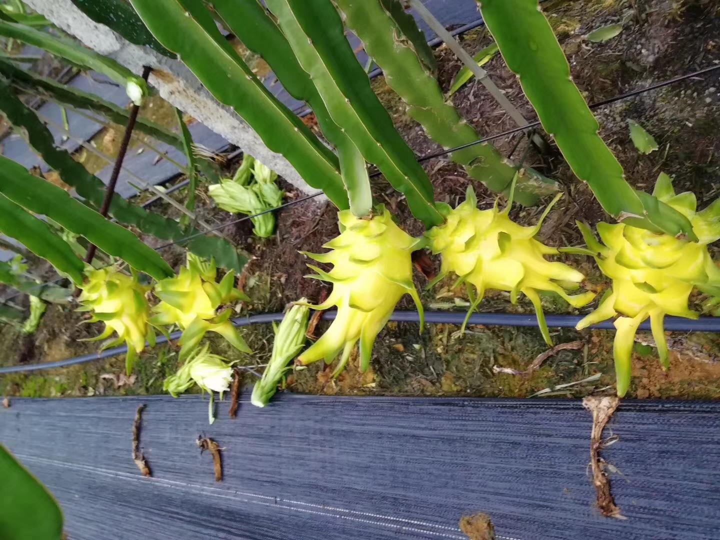 白心火龙果,黄皮白心火龙果,燕窝火龙果等几种,目前推荐种植完全自花