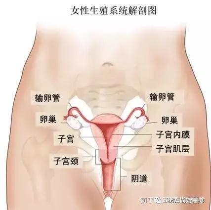 一文读懂卵巢癌的分类 风险因素 早期诊断和临床表现 知乎