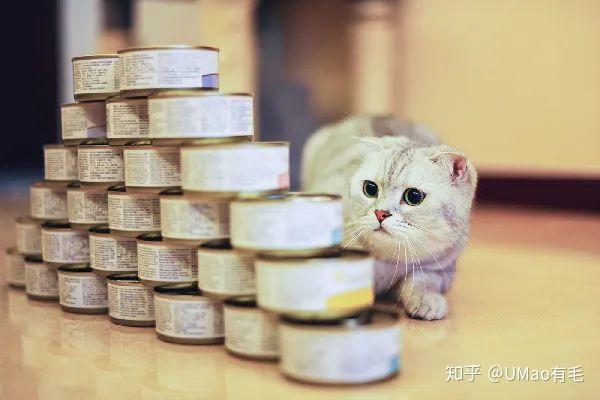 炎炎夏日 如何正确的保存猫咪的口粮呢 知乎