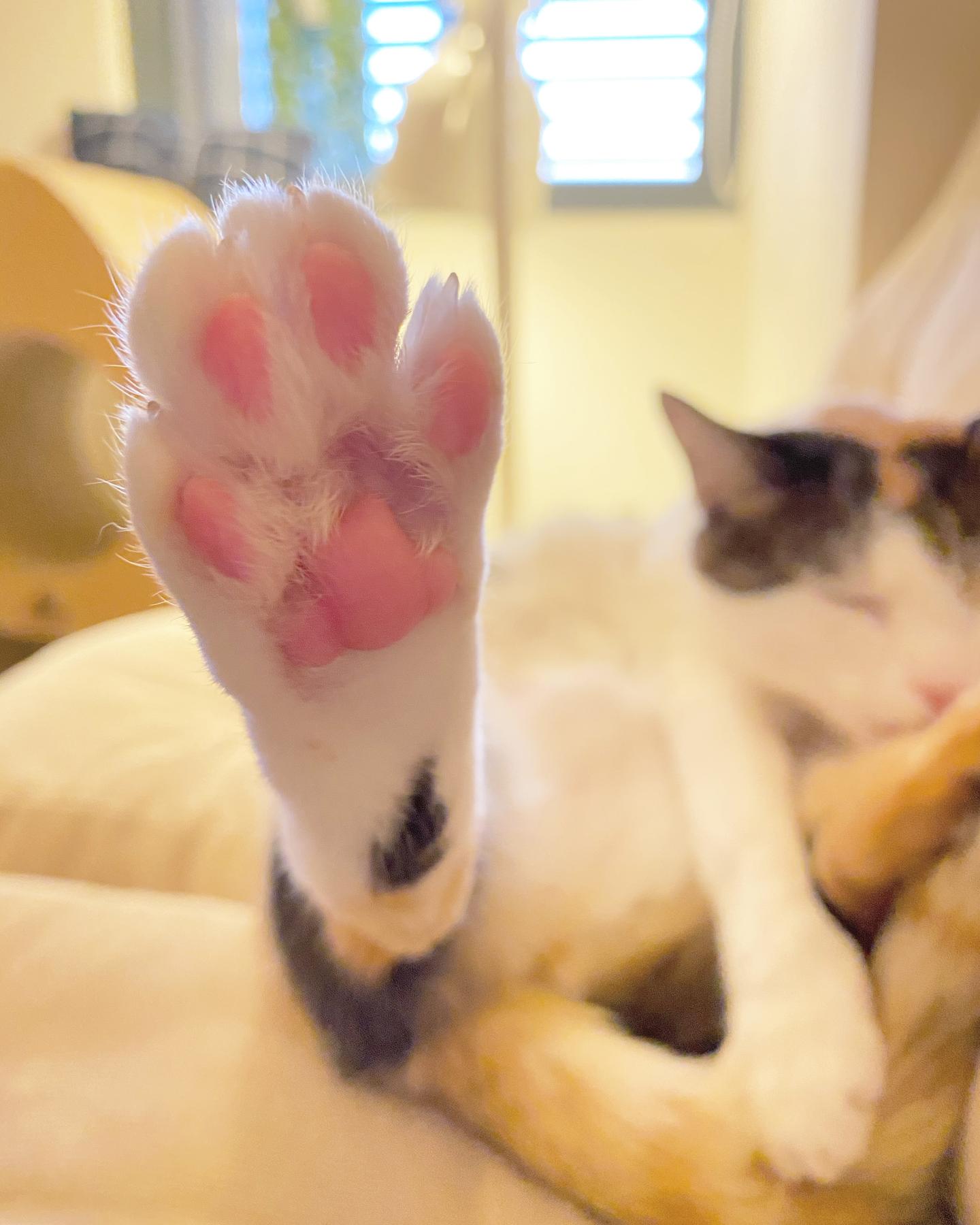 猫肉球 猫掌的小秘密 貓奴必看 科普初级 知乎 猫肉球 猫掌的小秘密 貓奴必看 科普初级 知乎