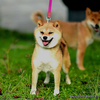 长毛柴犬和普通柴犬繁育会生出怎样的小狗呢 知乎 长毛柴犬和普通柴犬繁育会生出怎样的小狗呢 知乎