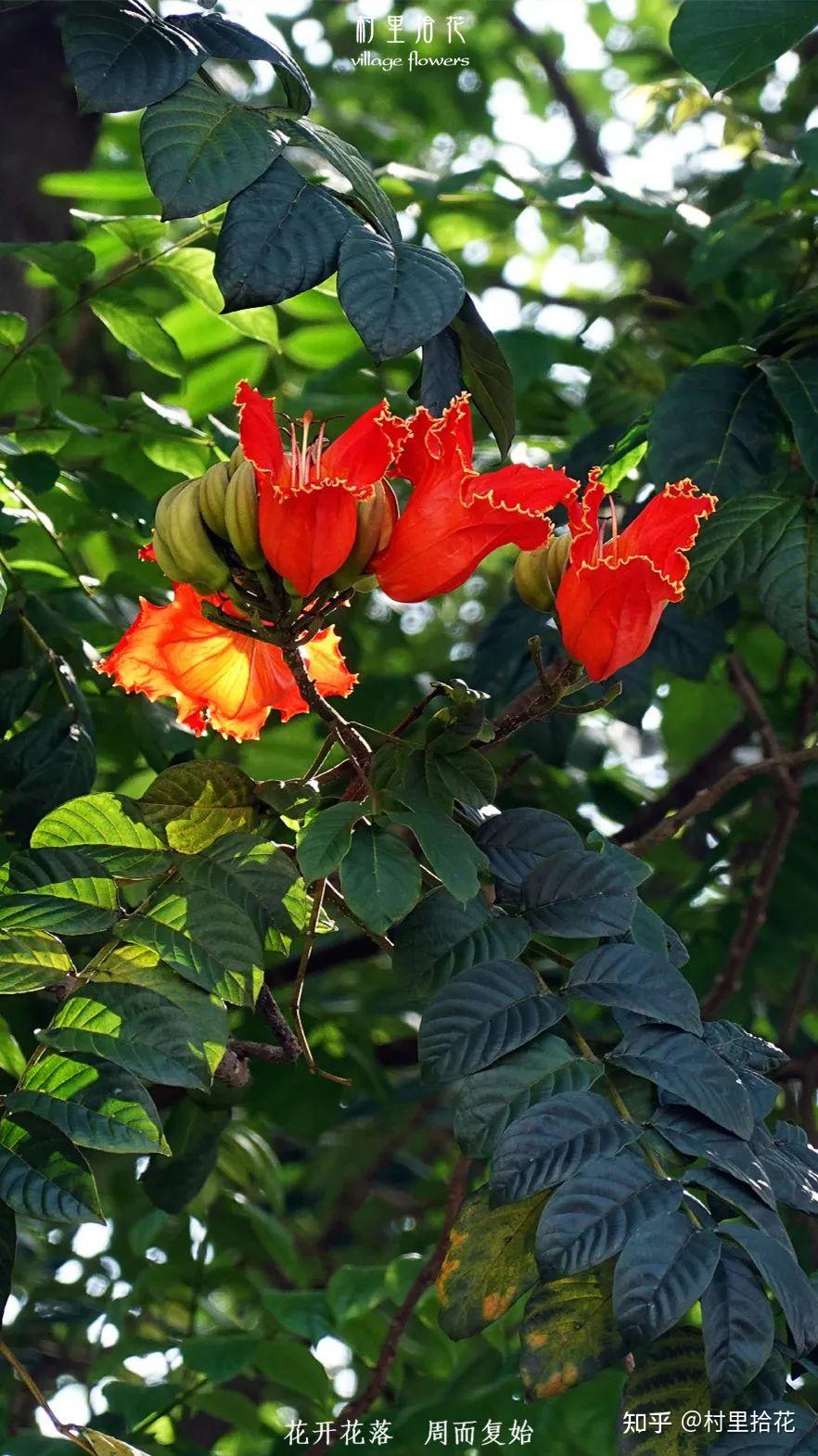 「火焰树」花开如其名,结种像杀鱼! - 知乎