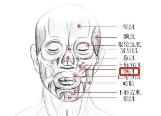 下唇方肌图片图片