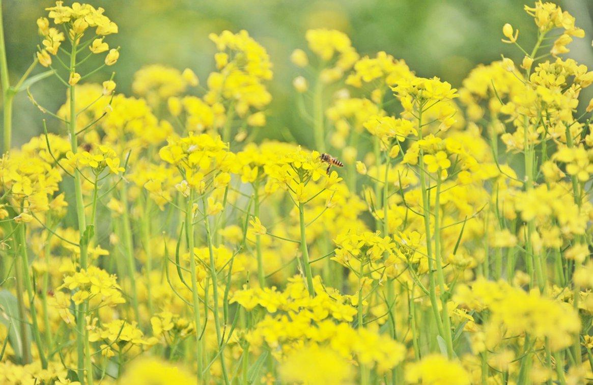 石盘村油菜花图片