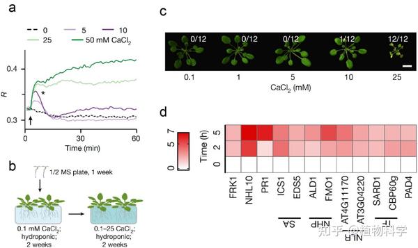 Nature | 加州大学伯克利分校栾升团队发现胞质钙稳态协调植物生长和免疫平衡 - 知乎