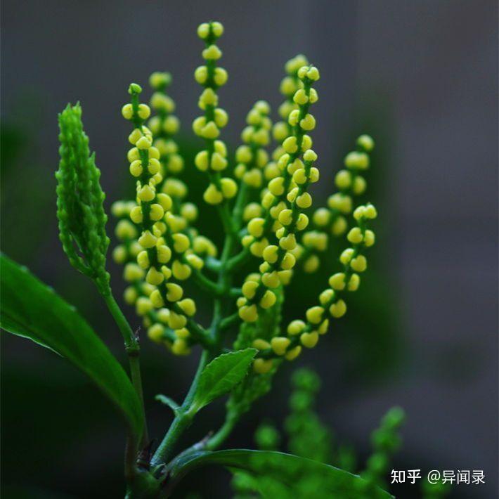 茶文化之花茶篇(珠兰花茶) - 知乎