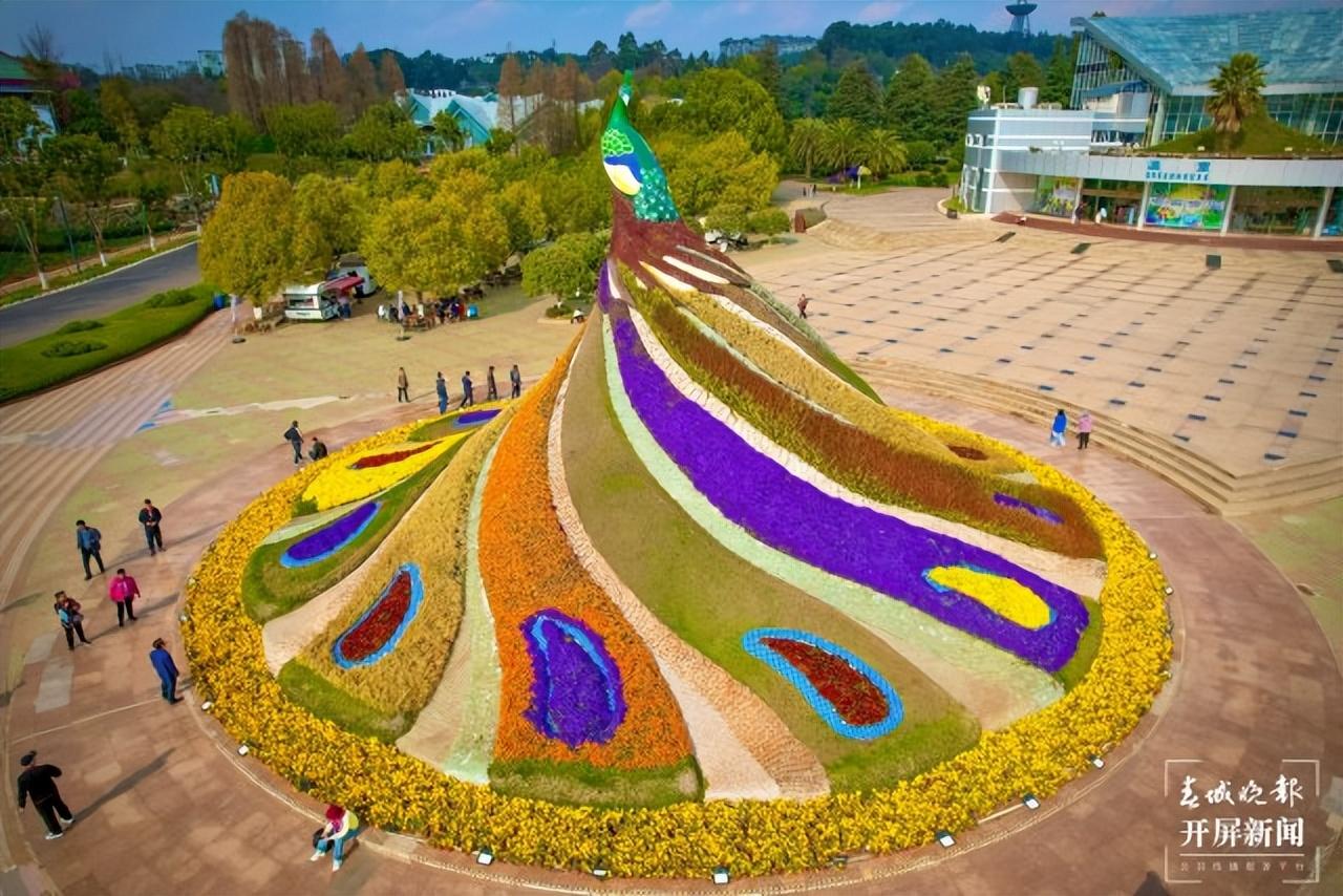 赏花要趁早昆明世博园赏虞美人正当时