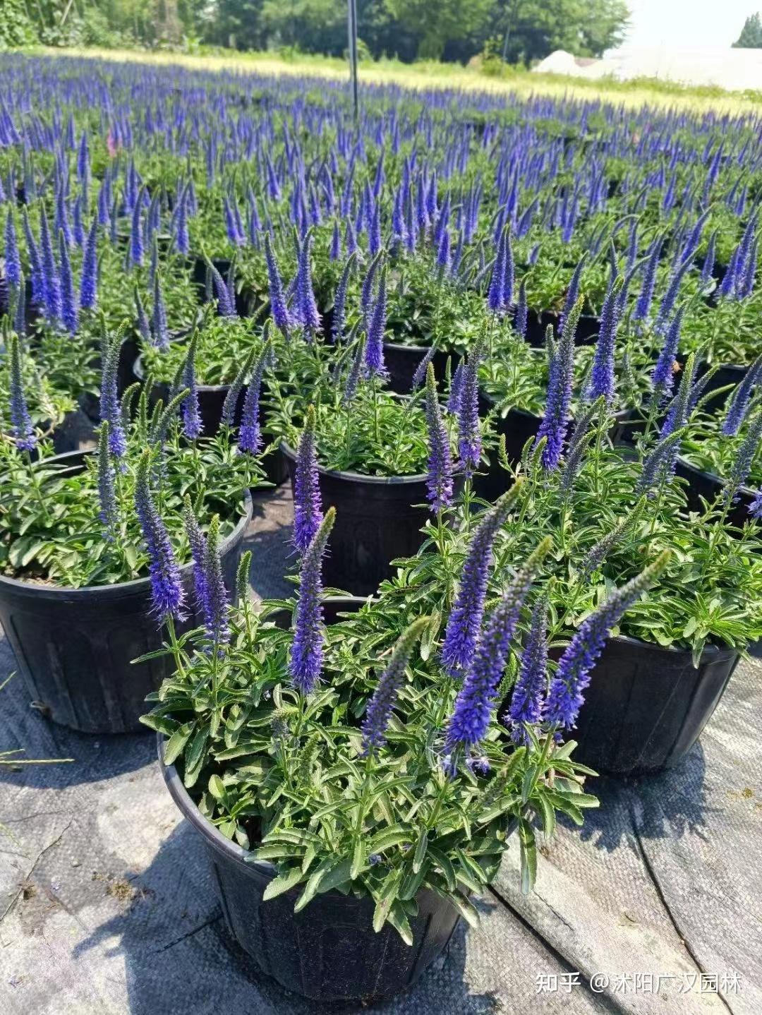 婆婆纳的功效和作用