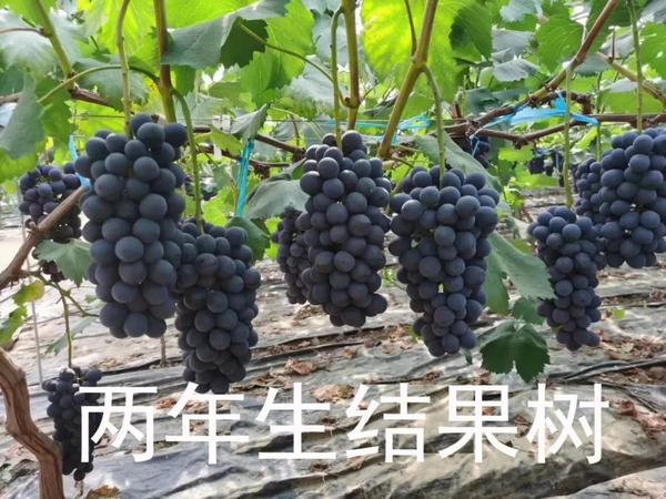 黑皇葡萄苗 黑皇葡萄苗简介 知乎