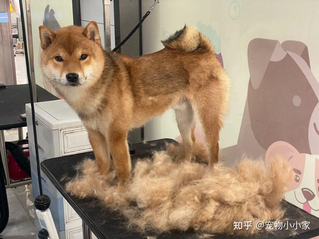 “小八嘎”柴犬为什么这么受欢迎?原因还是得看这几点! - 知乎
