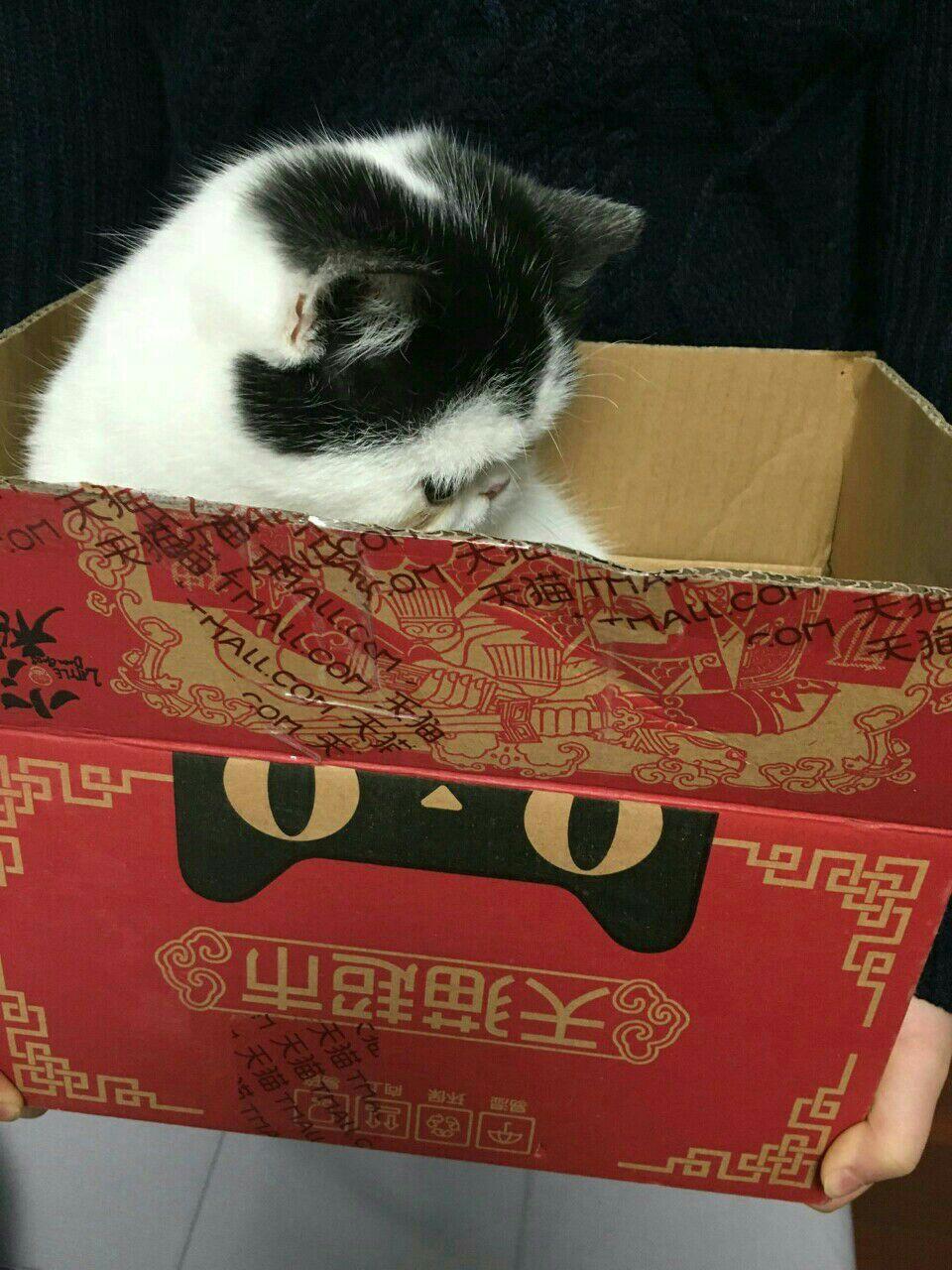有哪些性价比很高的猫玩具?