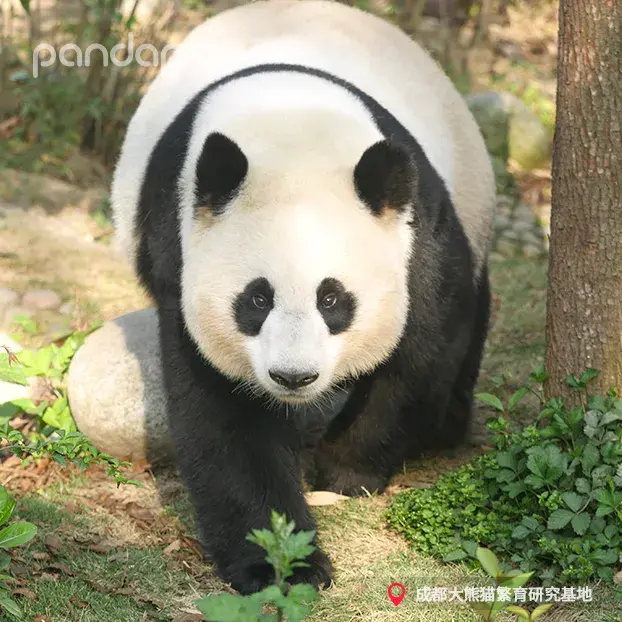 熊猫界的犀利哥走红网友成功让我忘了熊猫长啥样