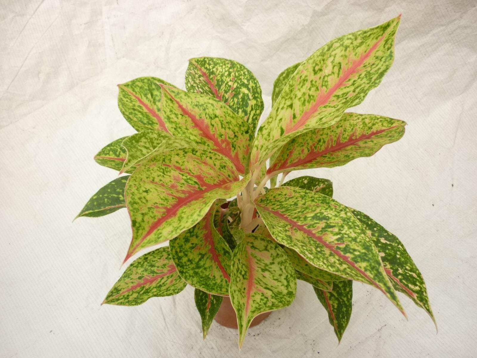 花开满屋园艺家的迷你观叶盆栽之 彩叶粗勒草 - 知乎