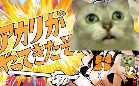 b站鬼畜区新宠儿,mur猫表情太魔性,把观众都看呆了