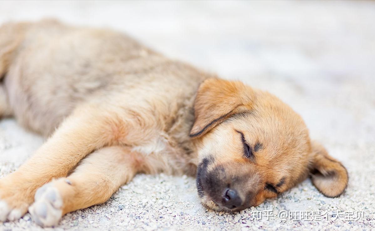 2,狗狗侧躺着睡