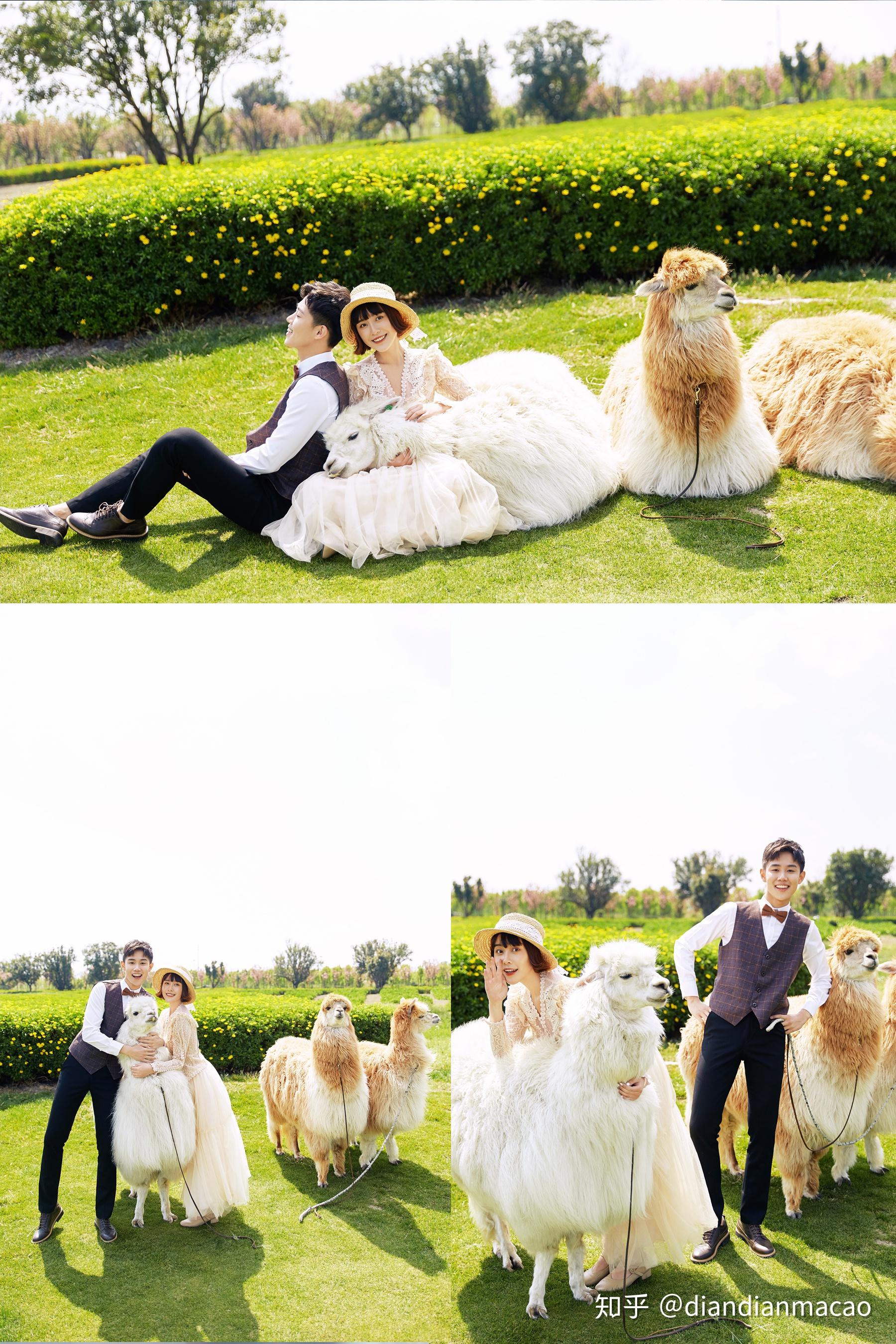 森系仙女风羊驼萌宠拍摄小清新婚纱照