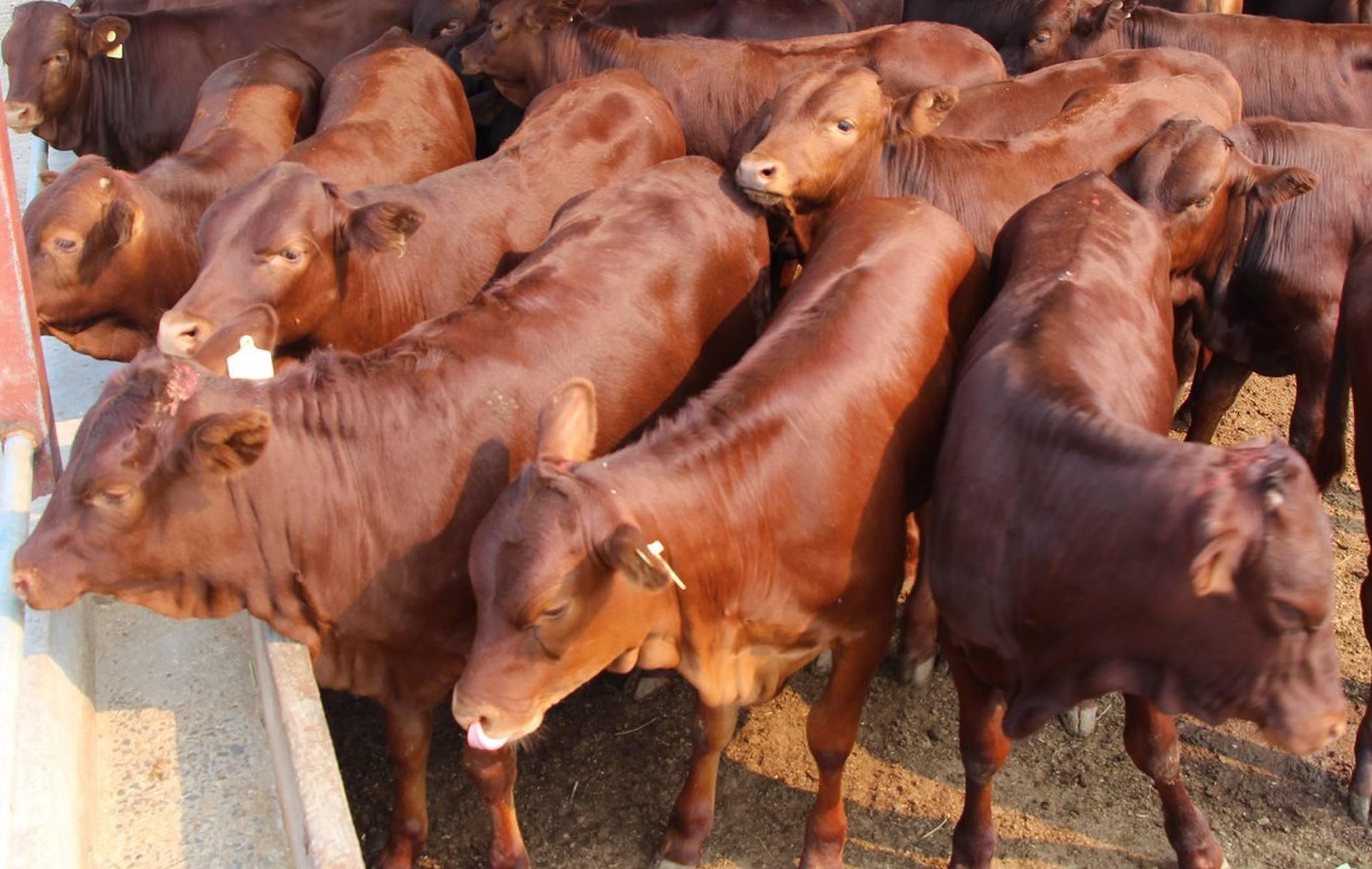 牧牛鲜生规模化肉牛养殖顺应肉牛养殖行业发展趋势 - 知乎