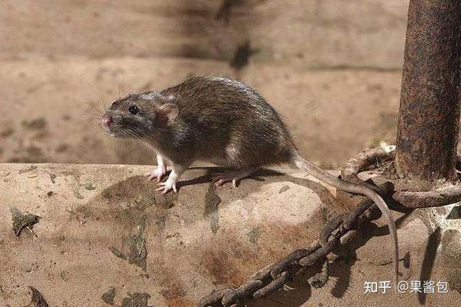 3的保鲜膜,这样即使老鼠挣脱黏鼠板,也会因为身上的胶水粘到保鲜膜上