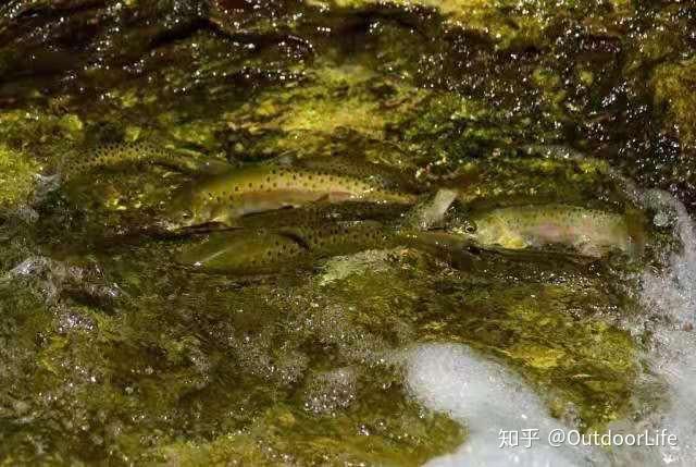 秦岭黄柏塬景区内溯溪洄游的秦岭细鳞鲑除了秦岭细鳞鲑和川陕哲罗鲑外