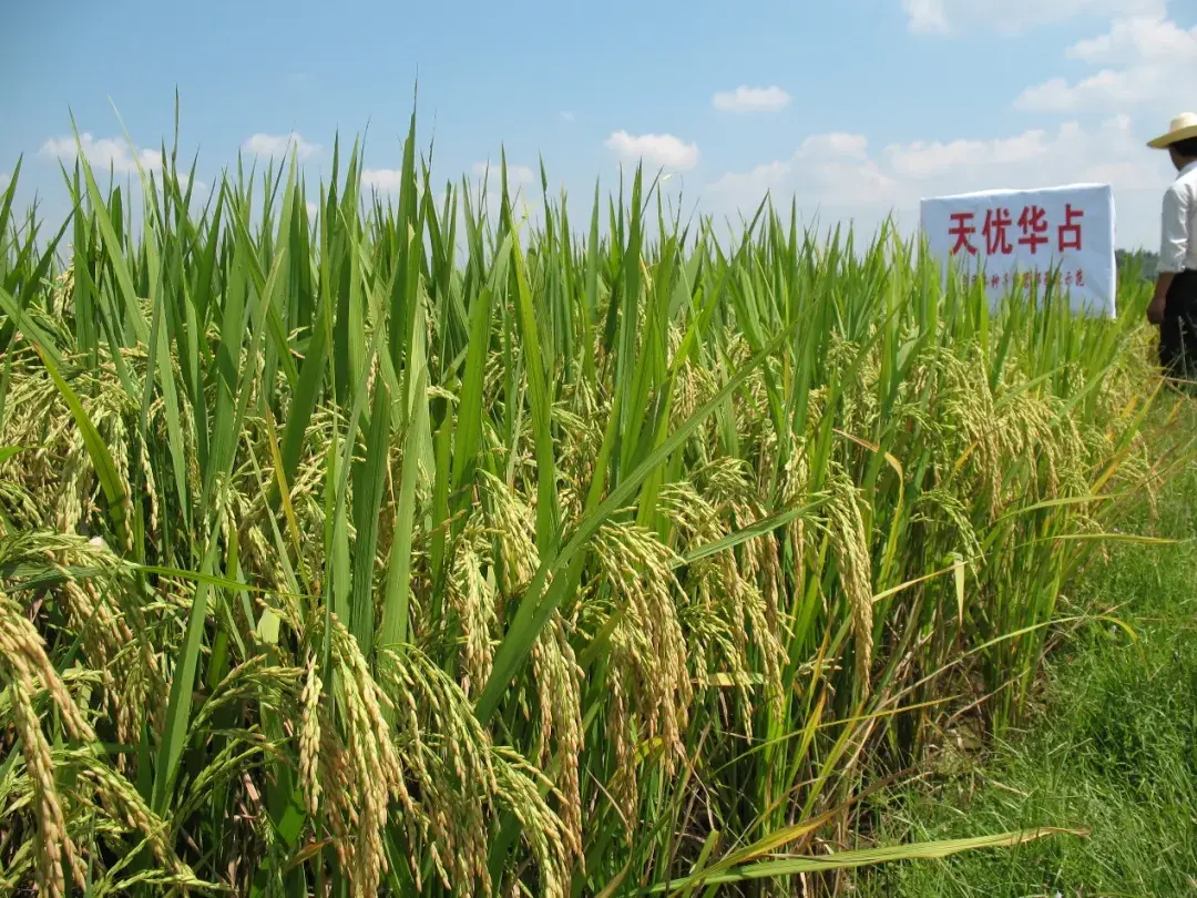 亩产1085公斤！第三代杂交水稻米易示范片水稻亩产创新高_四川在线