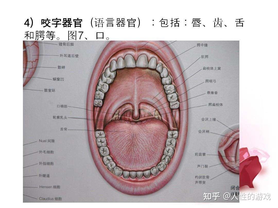 贝多芬57咬字吐字器官