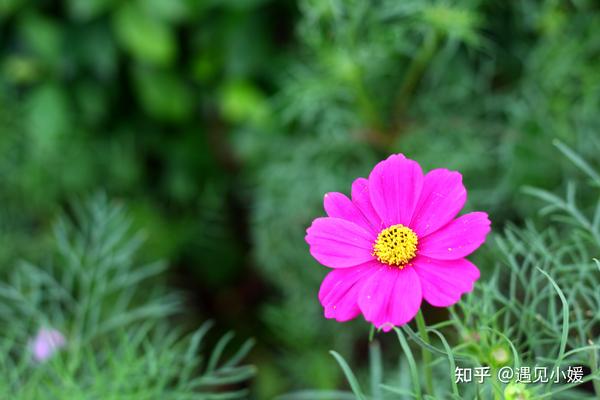体验人生的苦作文