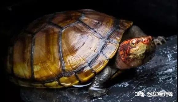长的比较相似,甚至世面上其实有一部分白喉泥龟是被当成红面蛋龟的