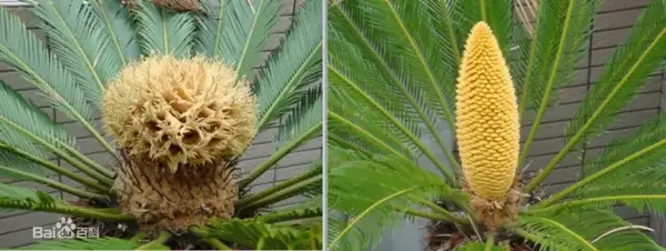 原产我国的苏铁属铁树资料大全 知乎