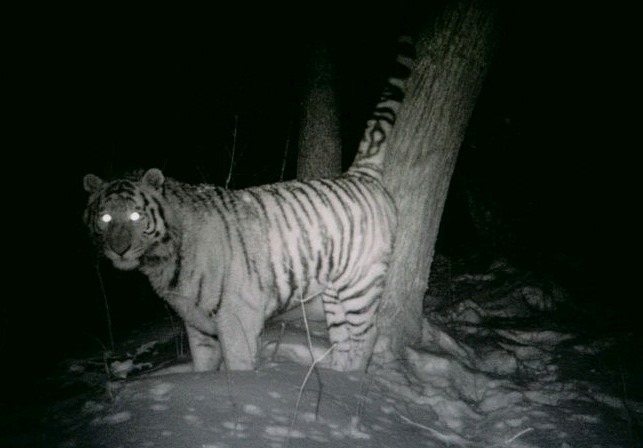 二,老虎眼镜哥英雄救美,杀死巨大公棕熊?