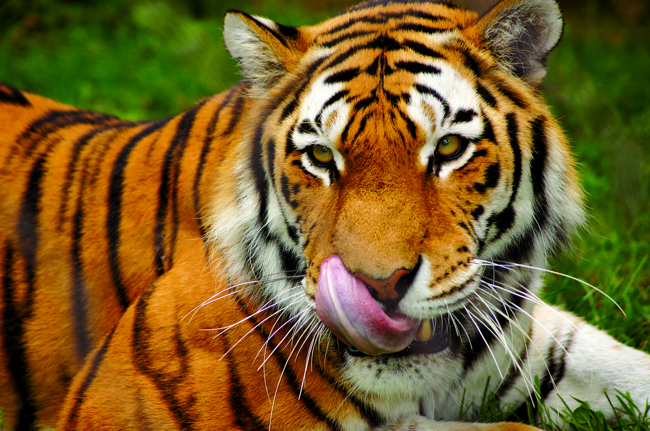 成年老虎能一掌拍碎车窗如果被它舔一口真能把人舔掉皮吗