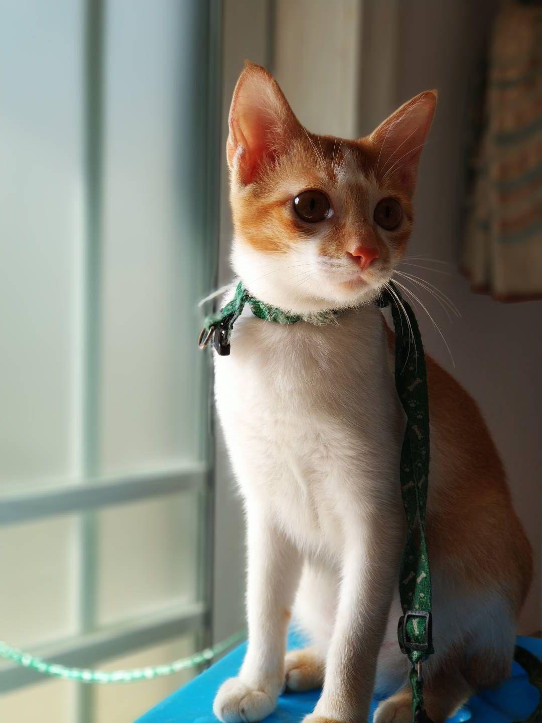 猫和兔子能在一起养吗?