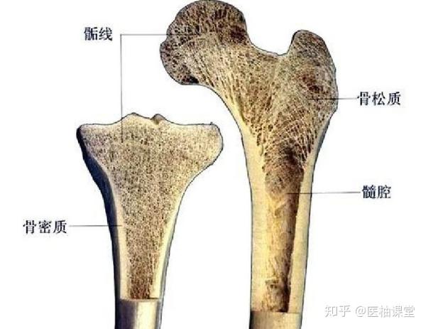 解剖学图谱- 知乎