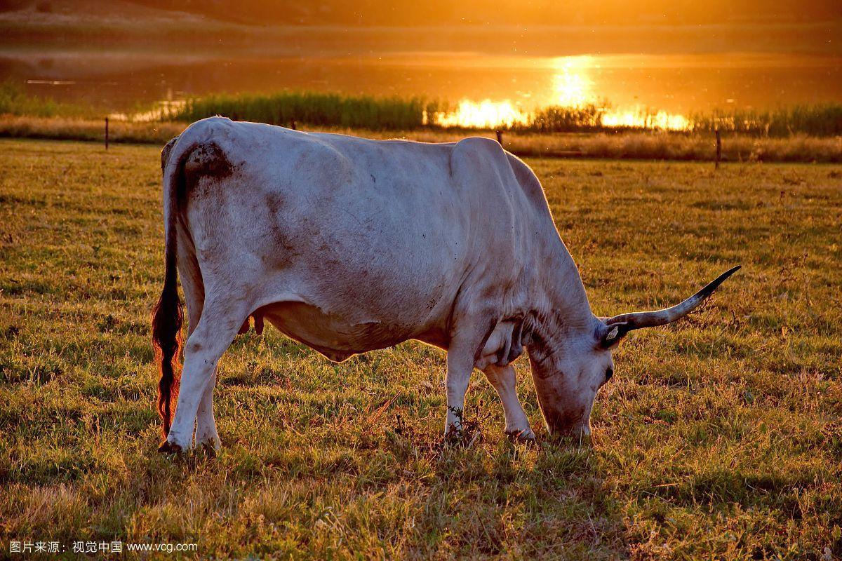 匈牙利的国宝灰牛