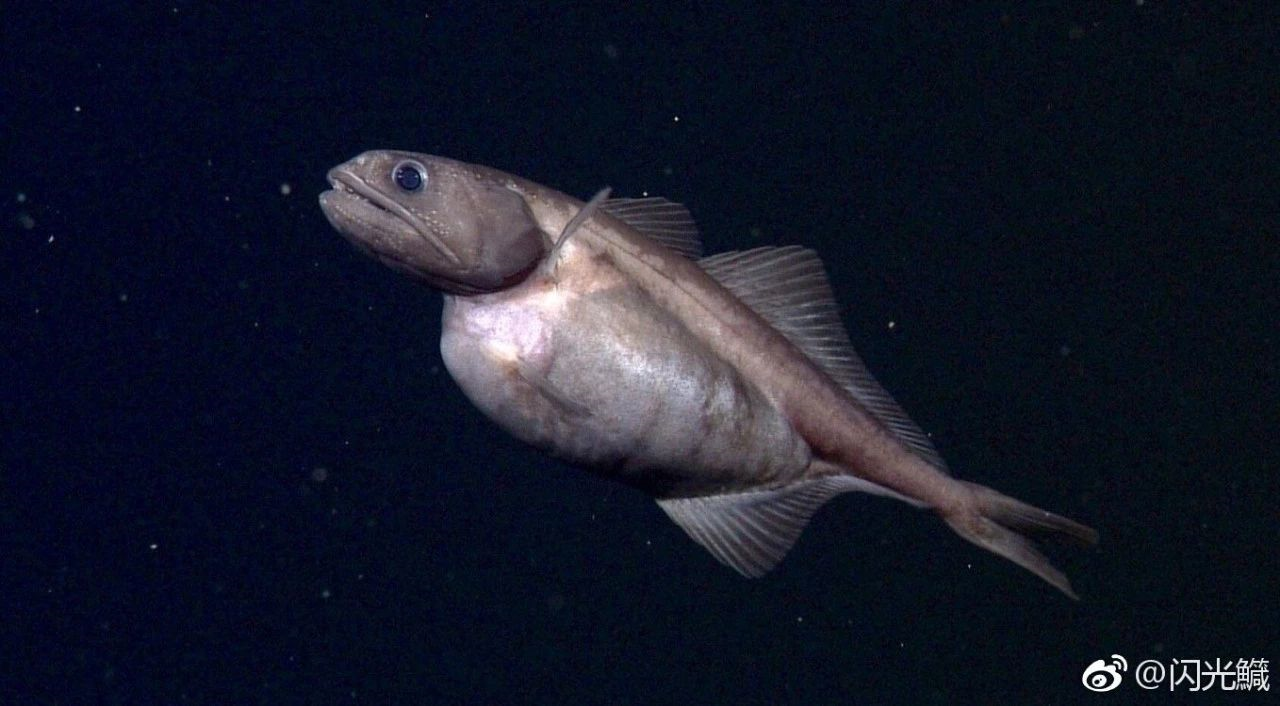 大鱼吃小鱼no小鱼吃大鱼新年都要有自信作者达达