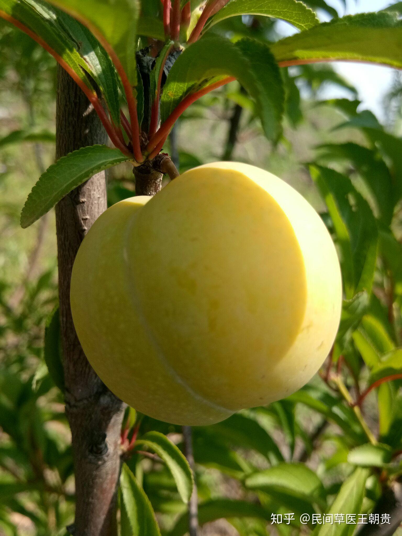 正宗蜂糖李 - 知乎