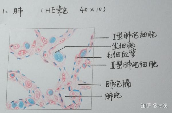 气管红蓝铅笔手绘图图片