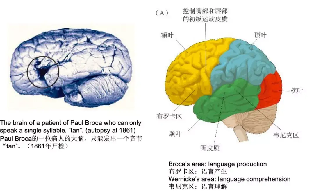 我們現在都知道,大腦皮層的每一個部分都有著不同的功能.